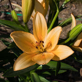 Hectarul - Bulbi de crin Salmon Classic, 2 bulbi